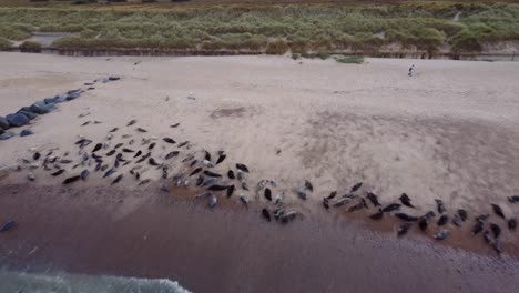 Luftaufnahme,-Die-Rückwärts-über-Einen-Strand-über-Einer-Herde-Von-Kegelrobben-Verfolgt-Wird,-Die-Sich-Entlang-Der-Küste-Aalen,-Nordsee,-Horsey-Gap,-Norfolk,-England,