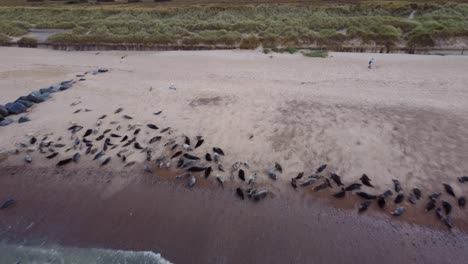 toma aérea rastreando hacia atrás a través de una playa sobre una manada de focas grises tomando el sol a lo largo de la costa, mar del norte, horsey gap, norfolk, inglaterra,