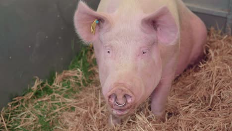 Yorkshire-Pig-With-Entry-Tag-On-Its-Ear-Resting-At-The-Corner-Lying-On-A-Hay-Straw-During-The-Agricultural-Show-In-England---Closeup-Shot