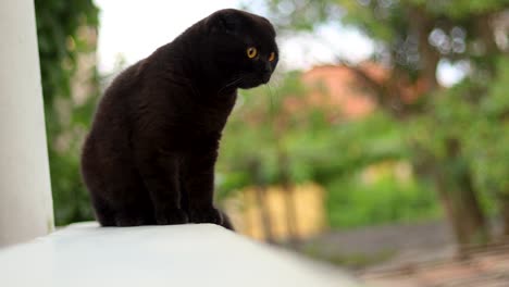 cute brown-black scottish fold cat perched on a terrace looking around