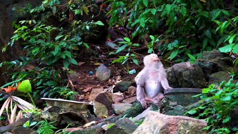 the monkey sits on the rocks in the rainforest and looks around