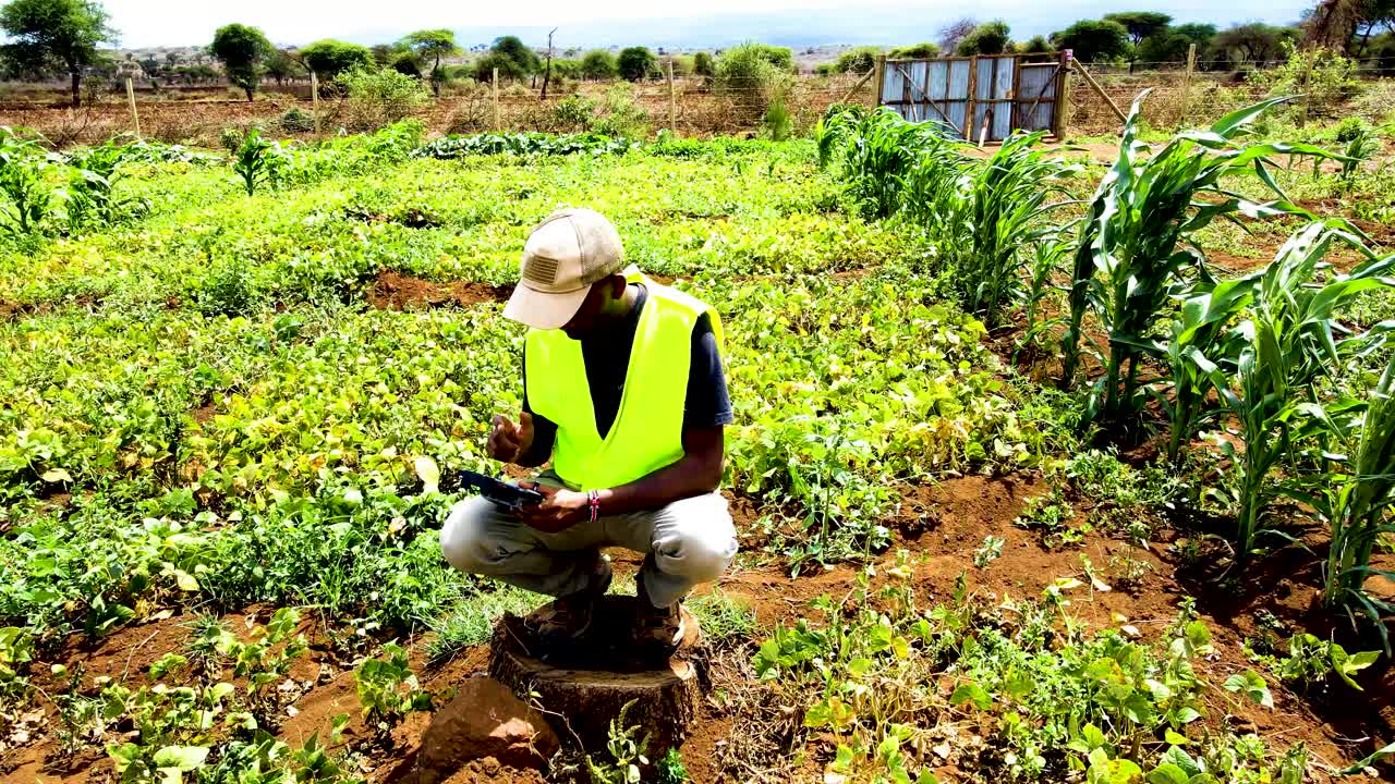 케냐 의 농촌 농장 들