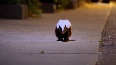 skunk on a city street at night