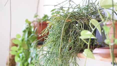 collection of potted plants on a shelf