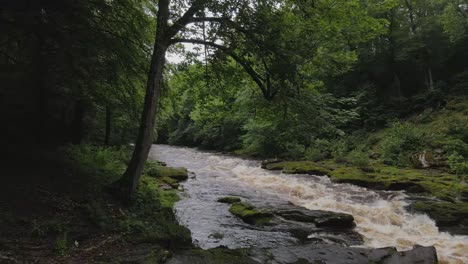 Forward-moving-drone-shot-through-UK-trees-of-powerful-Yorkshire-river-in-autumn