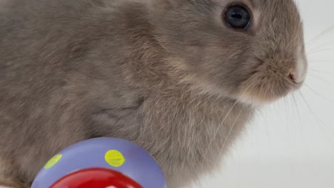 animación de huevos de pascua y conejo sobre fondo blanco