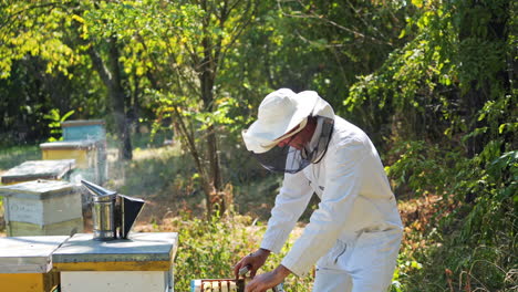 beekeeper holding a honeycomb. beekeeper inspecting honeycomb frame at apiary