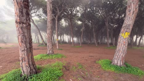 un bosque espeluznante con árboles misteriosos en una mañana de niebla