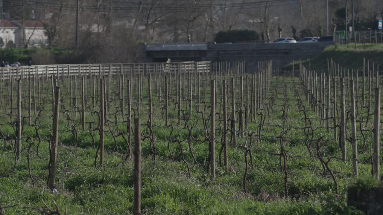 Vigneto con viti allineate che crescono in un campo agricolo coltivato.