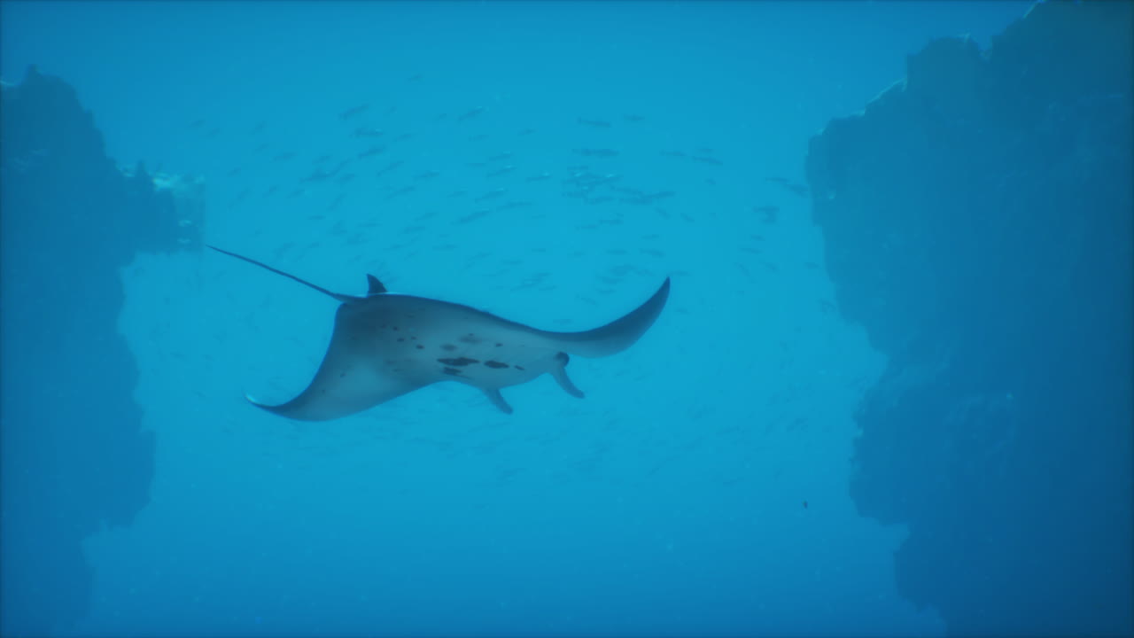 바다 에서 수영 하는 만타 레이