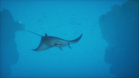 una raya manta nadando en el océano