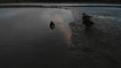 ducks chilling at fresh water tidal area