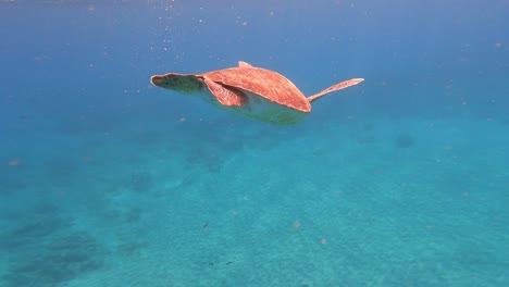 spotted loggerhead sea turtle on the sea of cabo verde island, africa