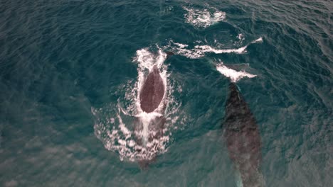humpback whales diving in the ocean in nsw, australia - drone shot