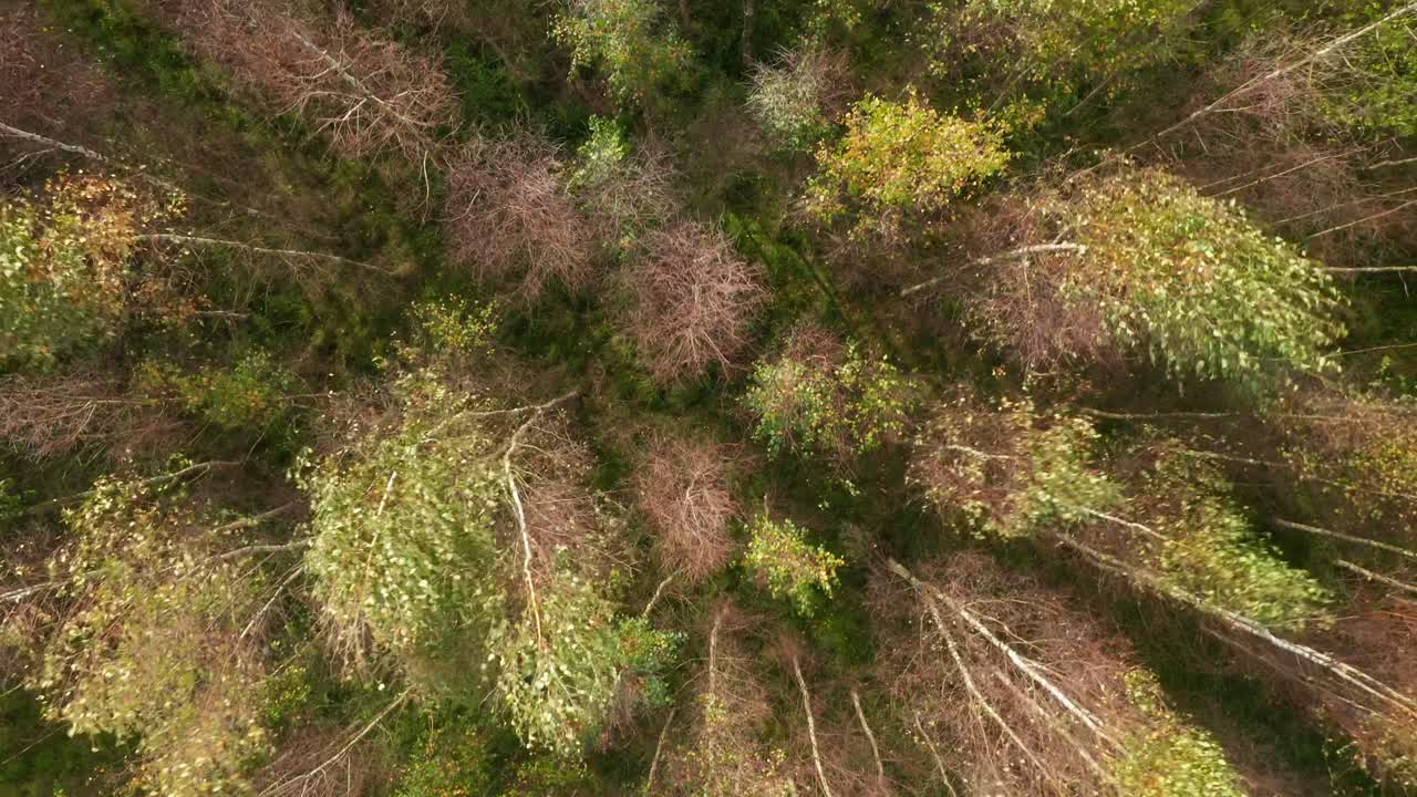 AERIAL: Top Down Close up Shot of Forest on a Sunny Day in Autumn