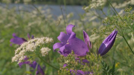 purple bellflowers and other wildflowers