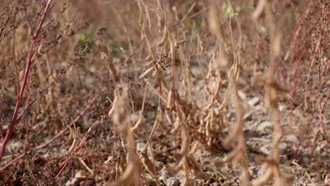 mature organic soy bean plants on field ready for harvest