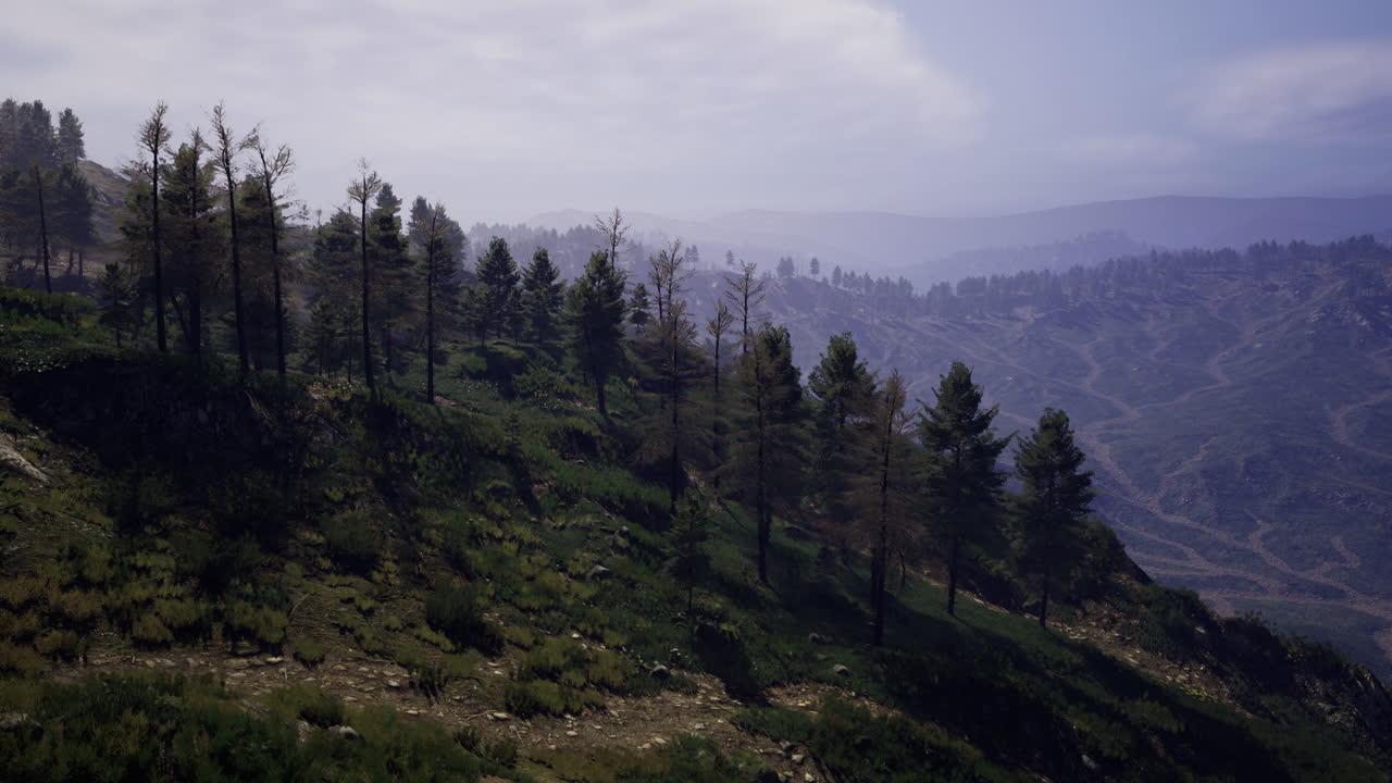 Lush green hillside with pine trees and distant mountain landscape in daylight