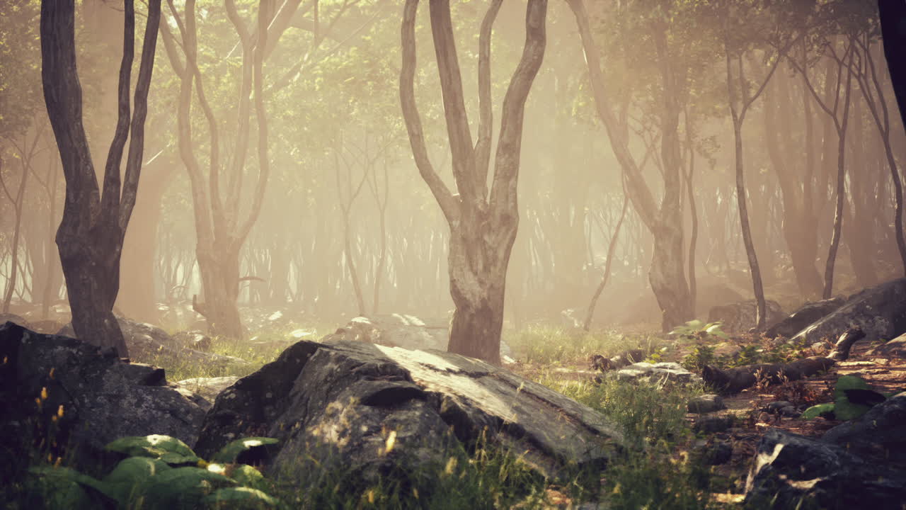 Misty forest with rocks and greenery at dawn creating a serene atmosphere
