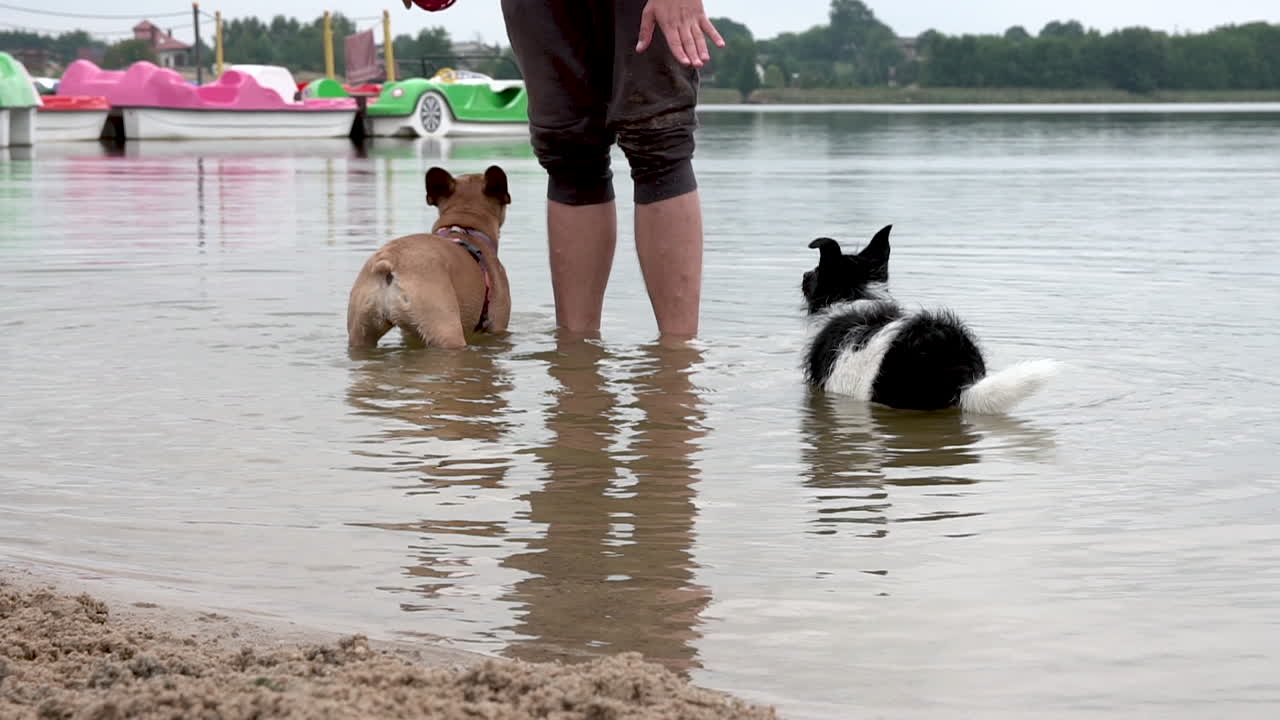 el entrenador da órdenes de gestos con las manos a los perros para que entren y se sumerjan en el agua del río