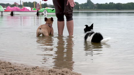 the trainer gives hand gesture commands to dogs to enter and dive the river water