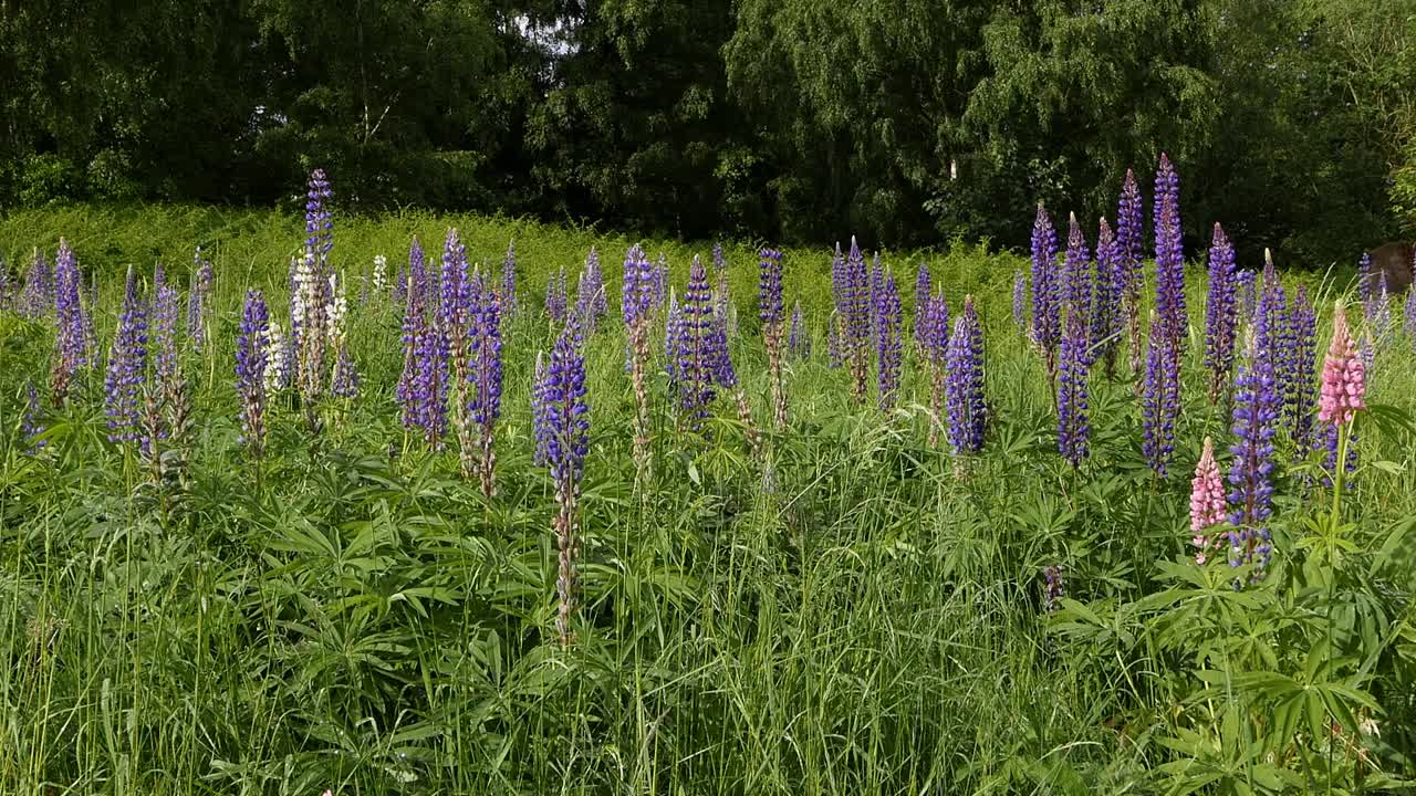 루핀은 풀에서 야생으로 자란다.