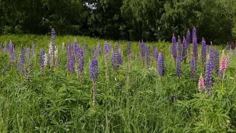 Lupinen-Wachsen-Wild-Auf-Einer-Wiese.-Frühling.-Großbritannien