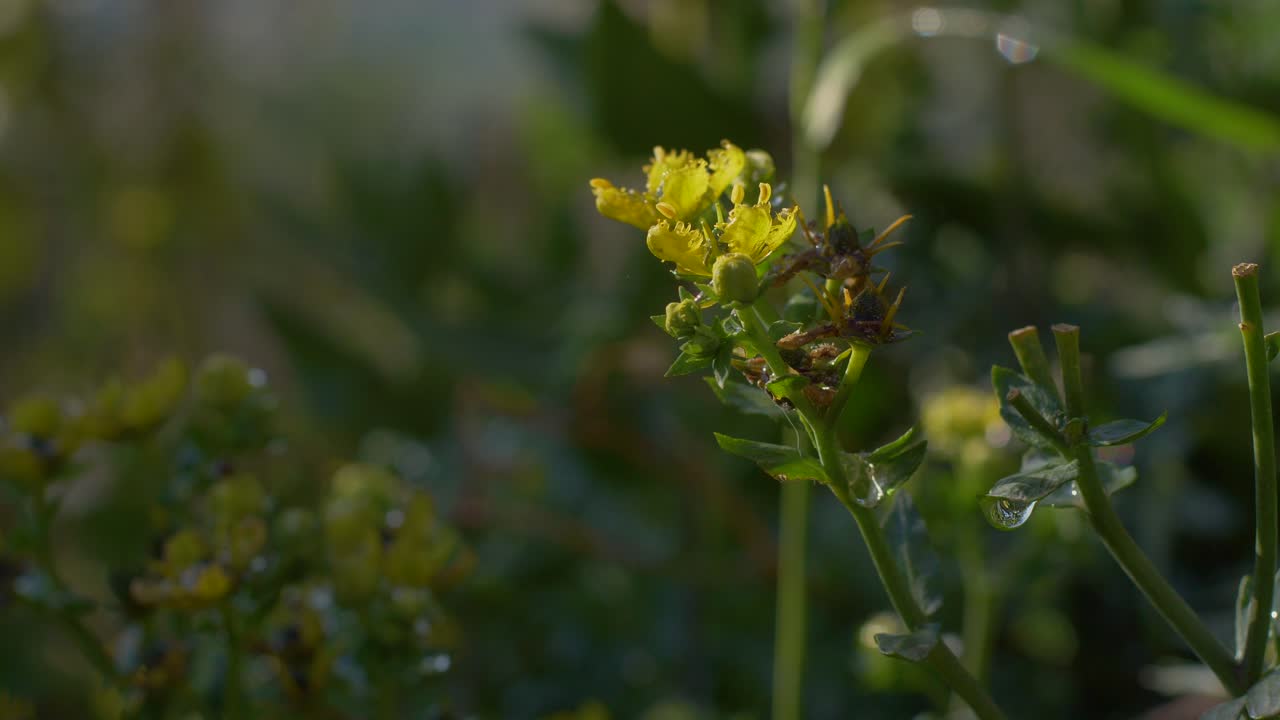 Panorering over en klynge gule blomster som vokser fra stilken i en skyggefull hage.