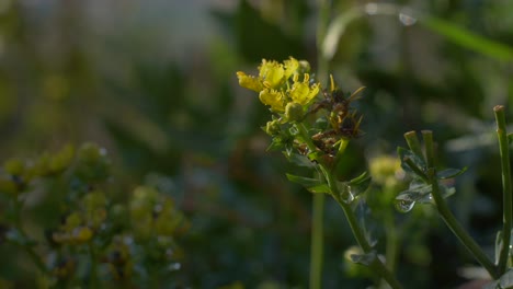 Pan-across-bunch-of-yellow-flowers-growing-from-stem-in-shaded-garden