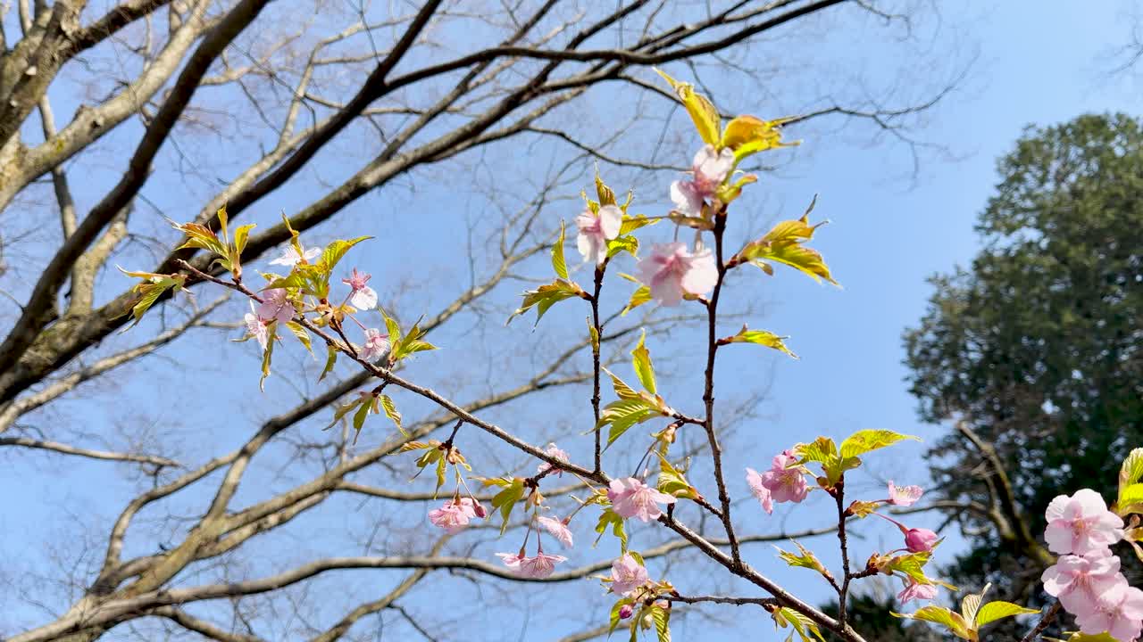 明るい日差しの下、風に優しく揺れる満開の桜の枝のクローズアップショット