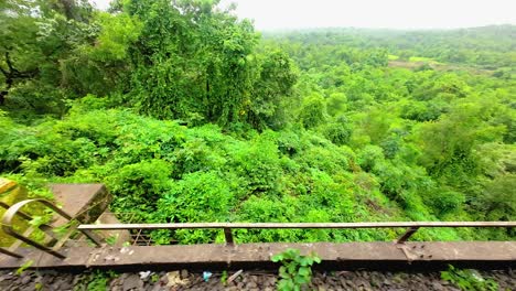 green forest in rain view