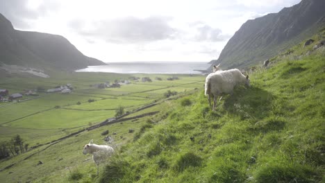 cinematic view of sheep flock graze on mountain side meadow in norway