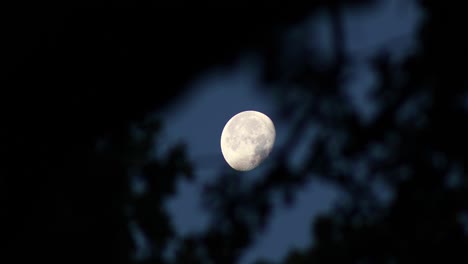 static video of the moon through tree branches