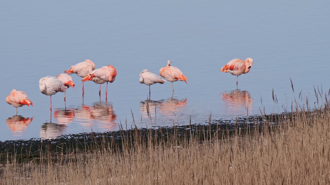 핑크 플라밍고 무리가 네덜란드 질랜드 지방의 물 속에서 한쪽 다리로 자고 있습니다.