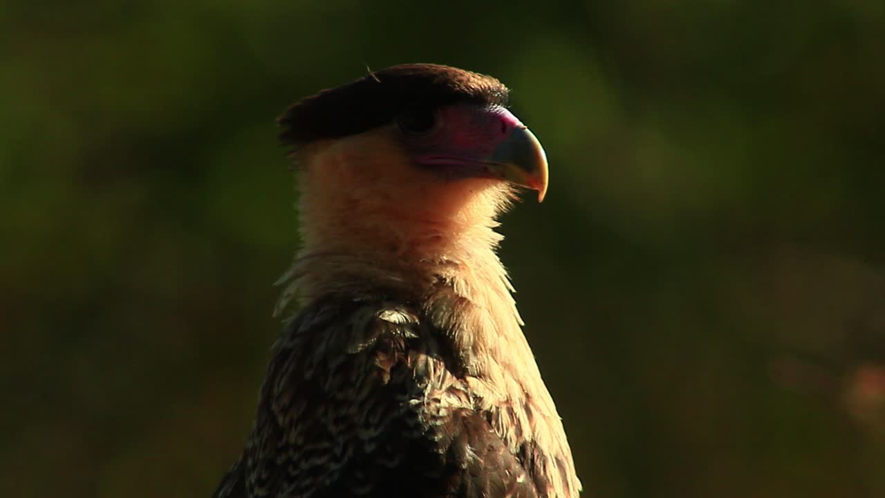 Filmato cinematografico di un'aquila che si pulisce le piume in primo piano