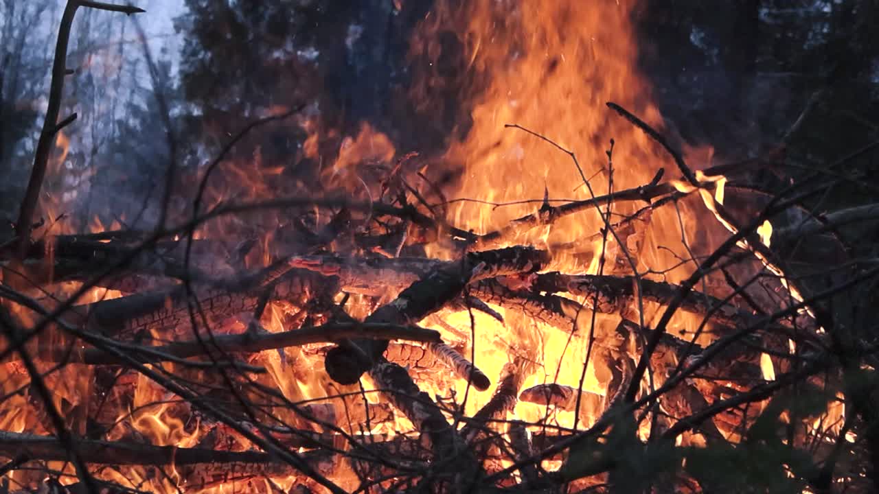 Slow motion footage of a bonfire or a campfire burning in a forest or woods during dusk or dawn night time with vibrant orange and yellow flames and sparks flying. Embers are glowing on gray ashes.