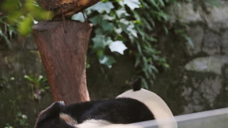 a close up of a panda eating