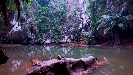 murky water pool below tropical jungle rock wall in complete stillness