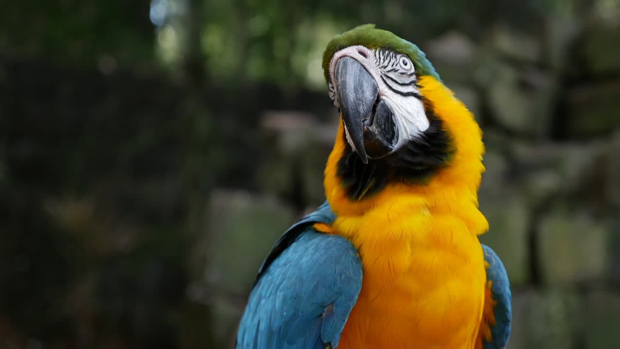 el guacamayo loro en el fondo de la naturaleza