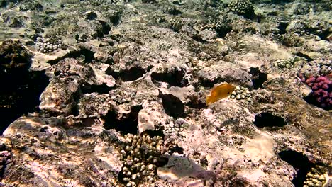 colourful tropical coral reefs