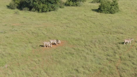 drone footage of a zebra running in the wild on a african game farm