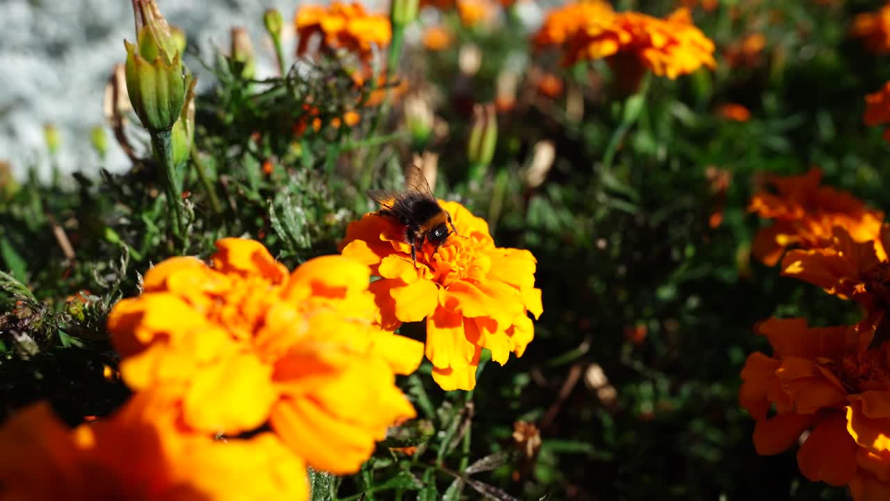 Ape che raccoglie nettare su un fiore di calendula luminoso ad Albert Park, Auckland, Nuova Zelanda, vista ravvicinata di un insetto impollinatore su un fiore da giardino.