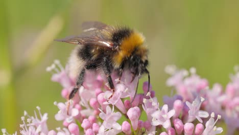 bumblebee on pink flowers