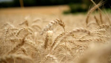 Ears-Of-Golden-Wheat-Fields-During-Harvest-Season