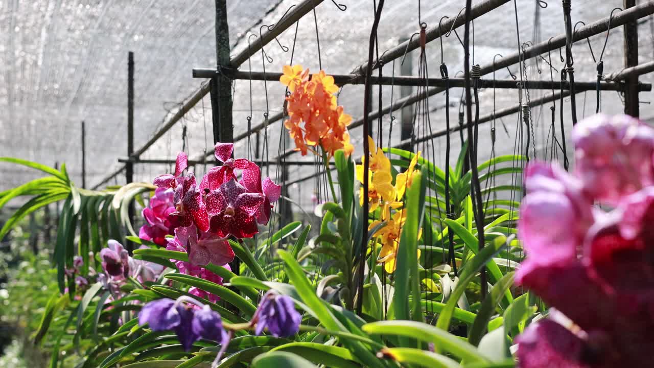 Colorful orchids bloom in a bright greenhouse, showcasing vivid hues and lush greenery under natural sunlight