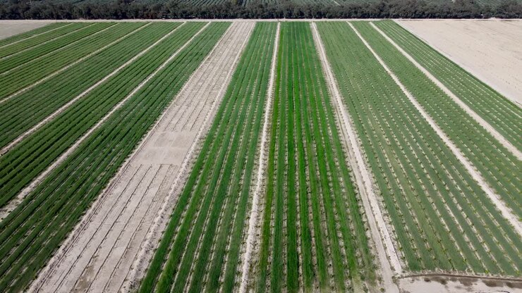 Agricultural Fields Aerial View