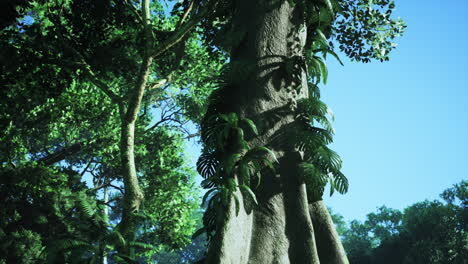 jungle tree trunk with lush green leaves and blue sky