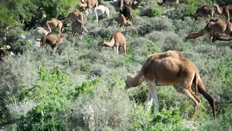 Morocco-Camel-02