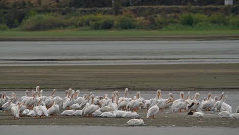 Weiße-Pelikane-Im-Herbst:-Cooney-Bay,-Kamloops-Heißt-Herde-Willkommen