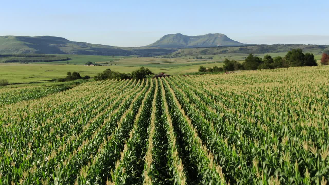 antena giratoria sobre largas filas rectas de campo de maíz verde saludable